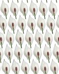 White Calla Lily Background