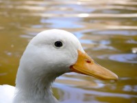 Weiße Ente Nahaufnahme