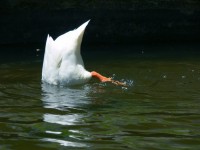 White duck diving