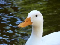 Weiße Ente im Teich