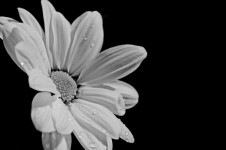 Bílý květ na černém pozadí