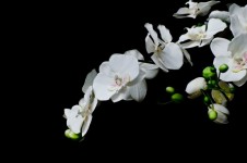 Vit blomma - Orchid