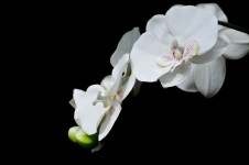 Bílý květ - Orchid