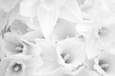 Flori albe