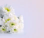 Białe kwiaty na święta