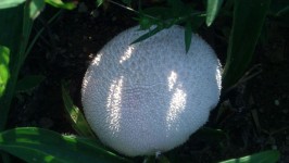Bílá houba