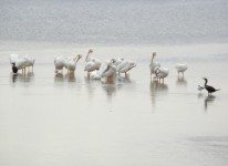 Vit pelikan Fåglar i Florida