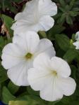 Biały Petunia Kwiaty
