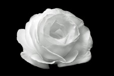 Bílá růže na černém pozadí