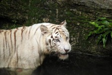 Bílý tygr na vodě