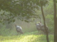 Wild Turkeys In Mist