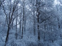 Copaci de iarnă