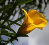 Yellow Bell Flower