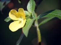 Yellow Flower And Green Leave