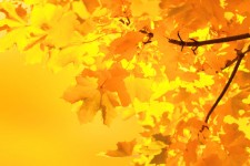 Amarillo hojas de arce