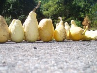 Yellow Ornamental Gourds
