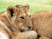 Jonge leeuw cub