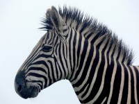 Zebra portré közelről