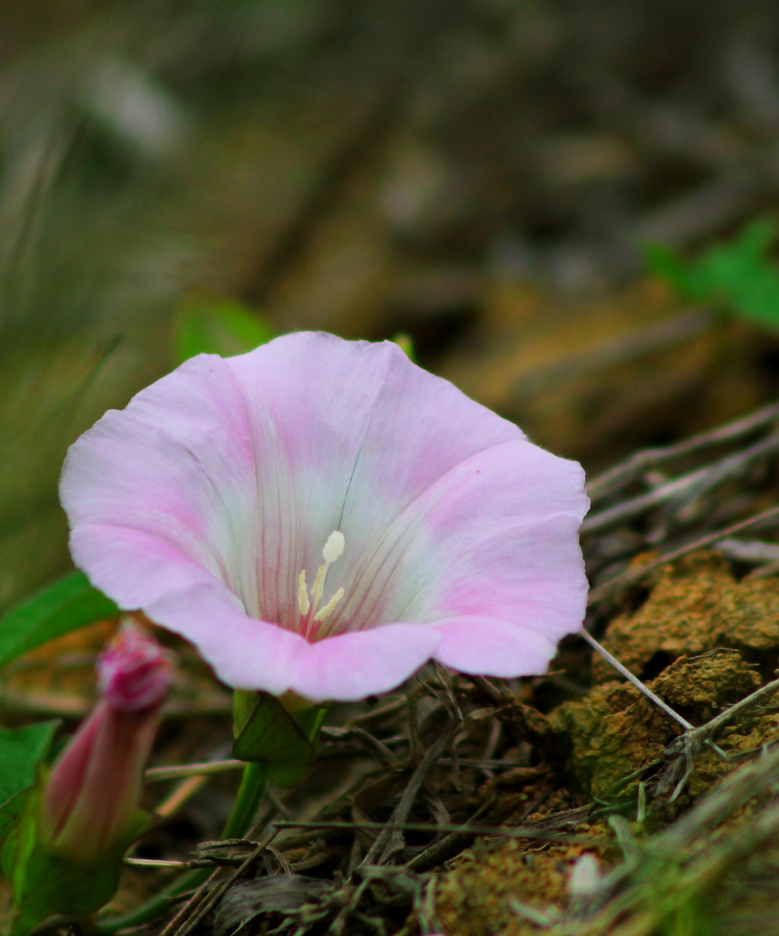 Morning Glory Free Stock Photo - Public Domain Pictures