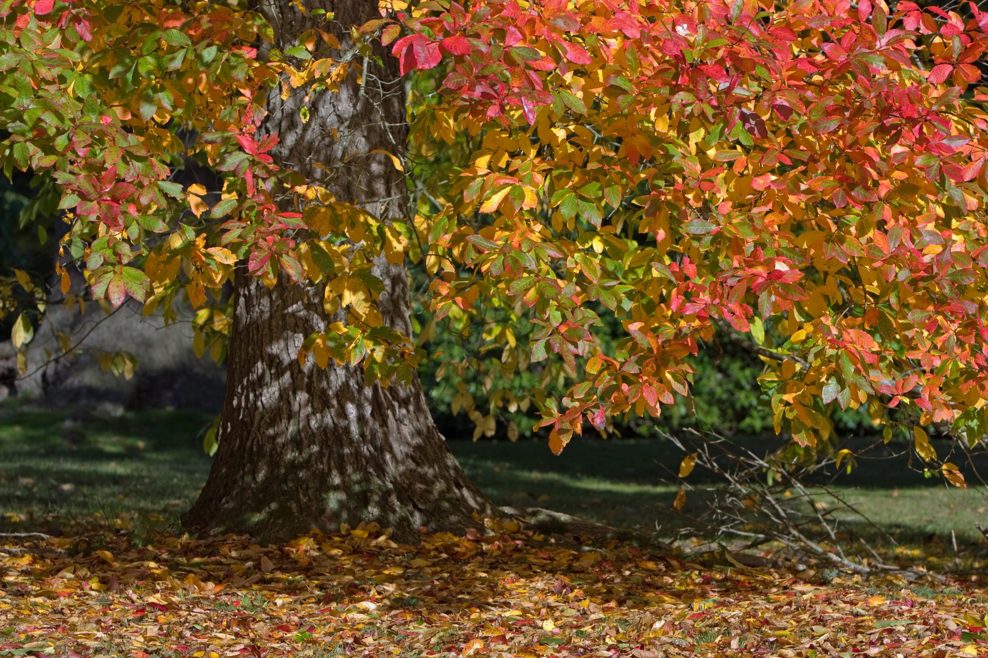 autumn-colors-free-stock-photo-public-domain-pictures