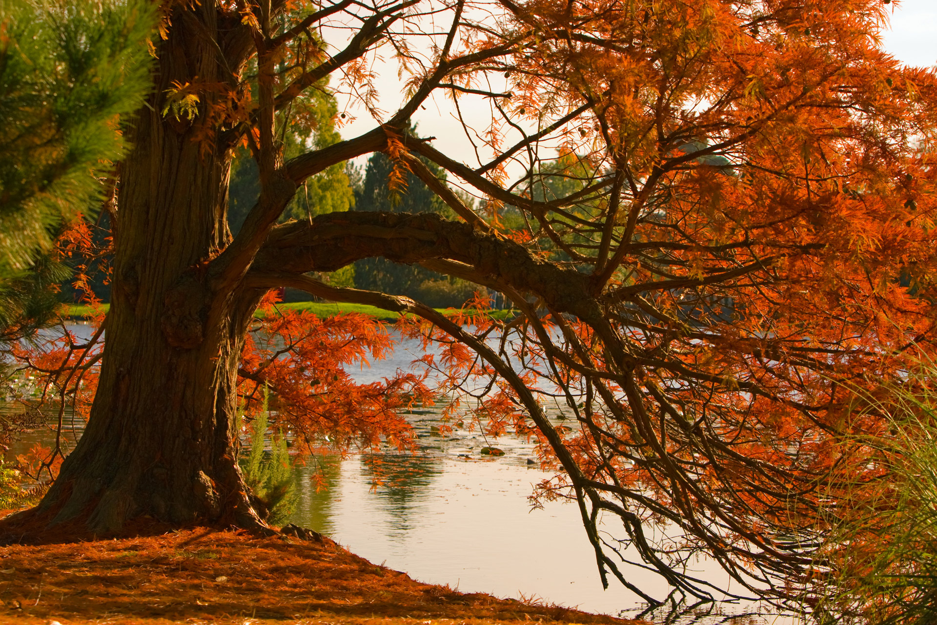 autumn-colors-free-stock-photo-public-domain-pictures