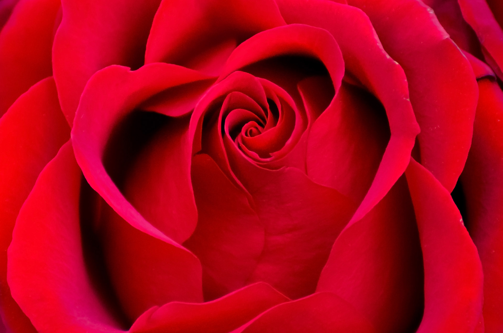 美丽的红玫瑰