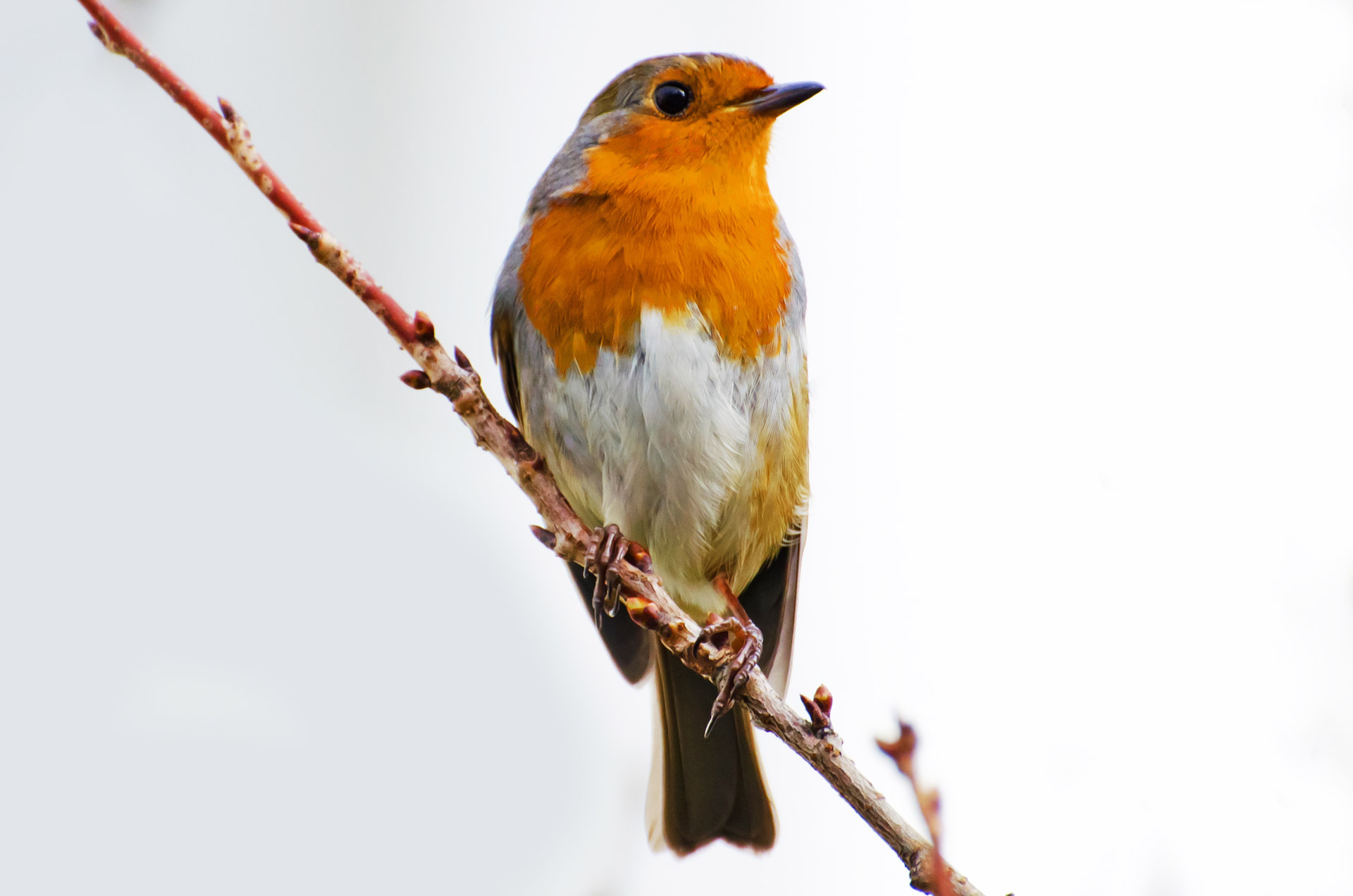 Bird, Robin - Erithacus Rubecula