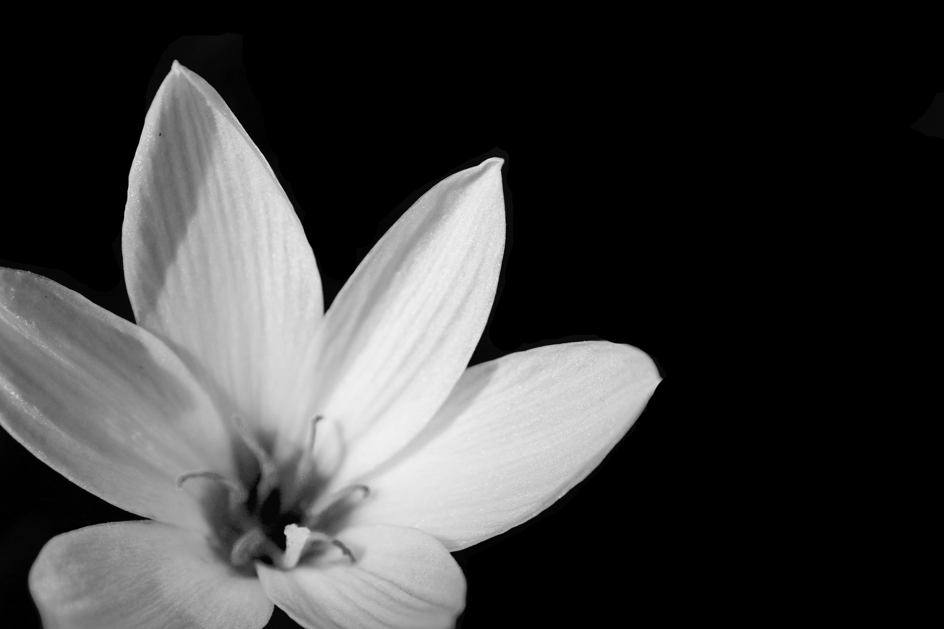 Black And White Flower Background 3 Free Stock Photo - Public Domain