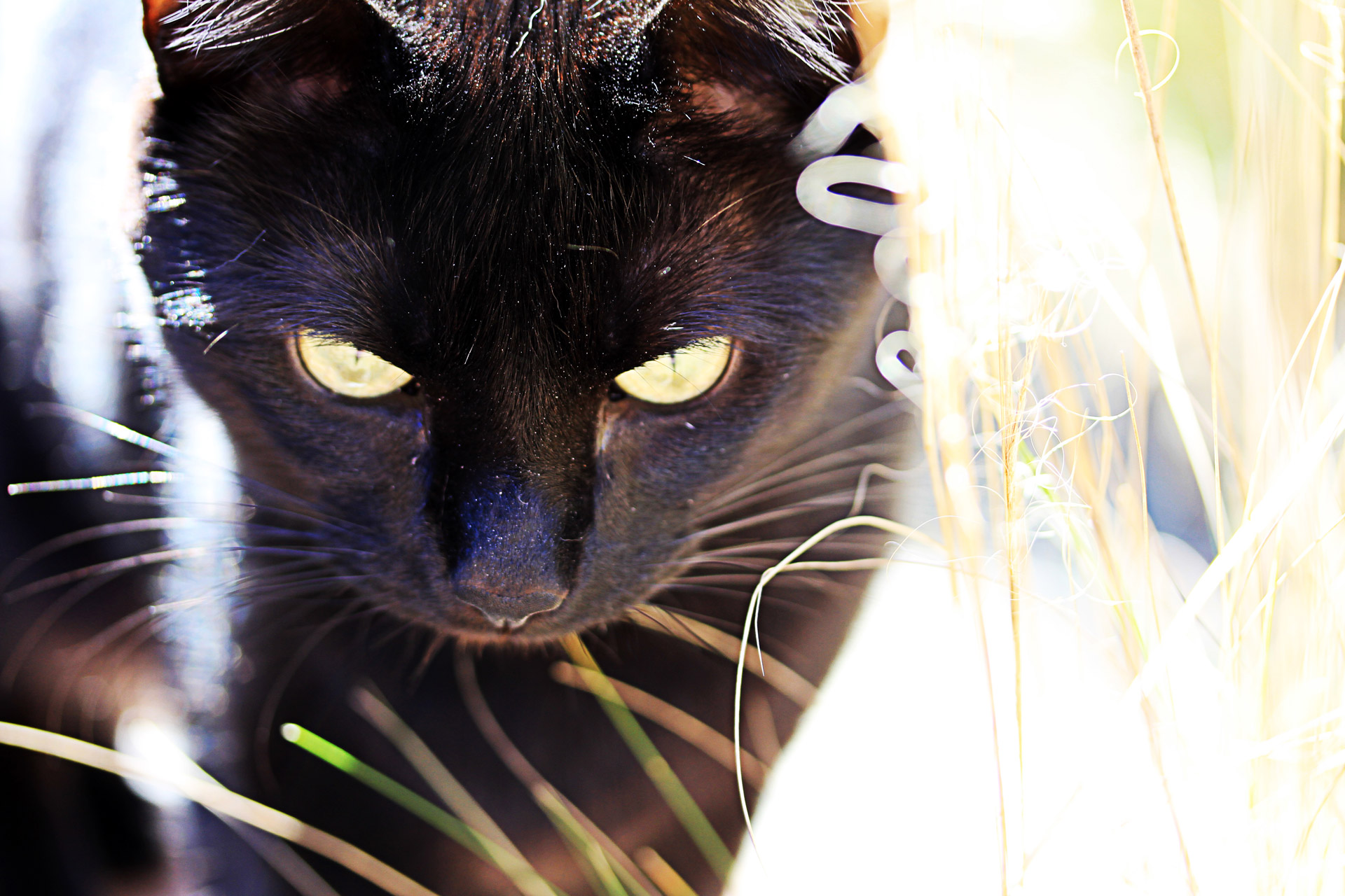 ブラシで黒猫