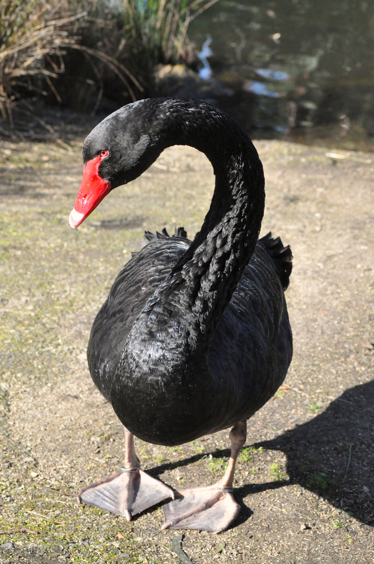 Black Swan Free Stock Photo Public Domain Pictures