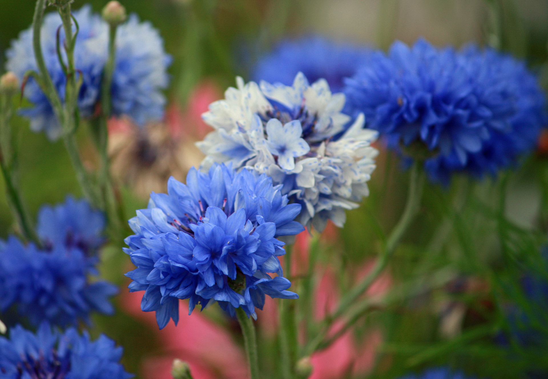 природа цветы синие васильки nature flowers blue cornflowers бесплатно