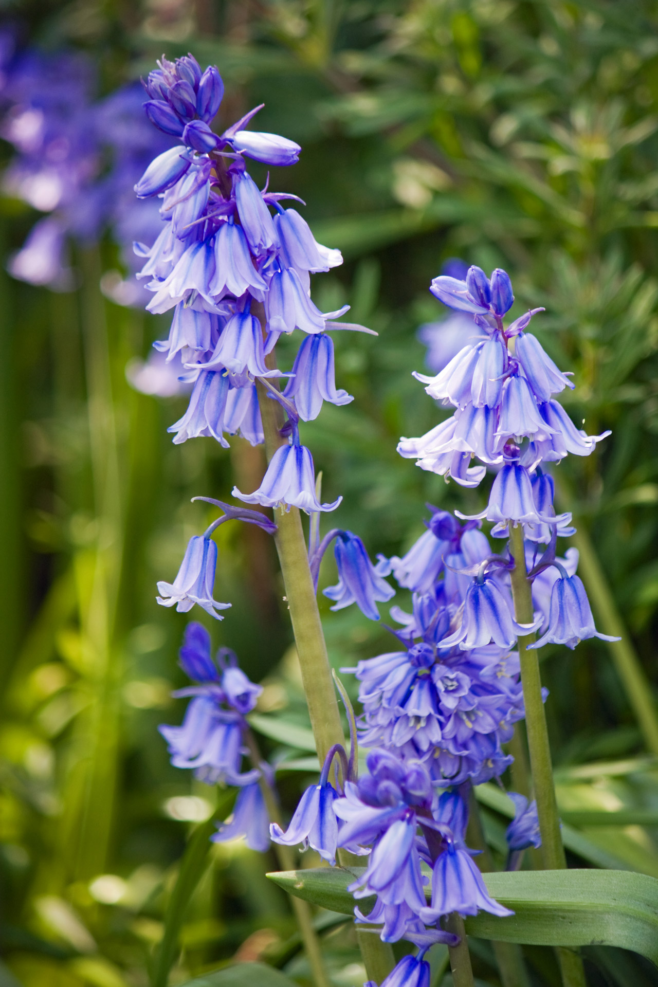 Bluebell Flowers Free Stock Photo - Public Domain Pictures