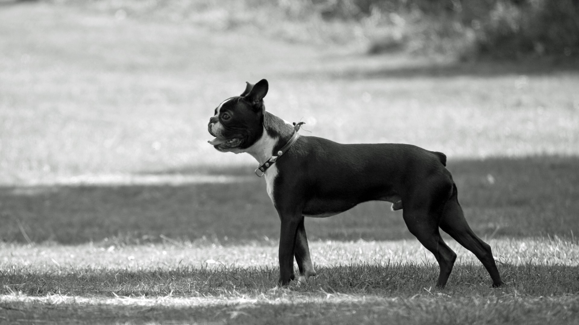 Boston Terrier Dog Free Stock Photo - Public Domain Pictures