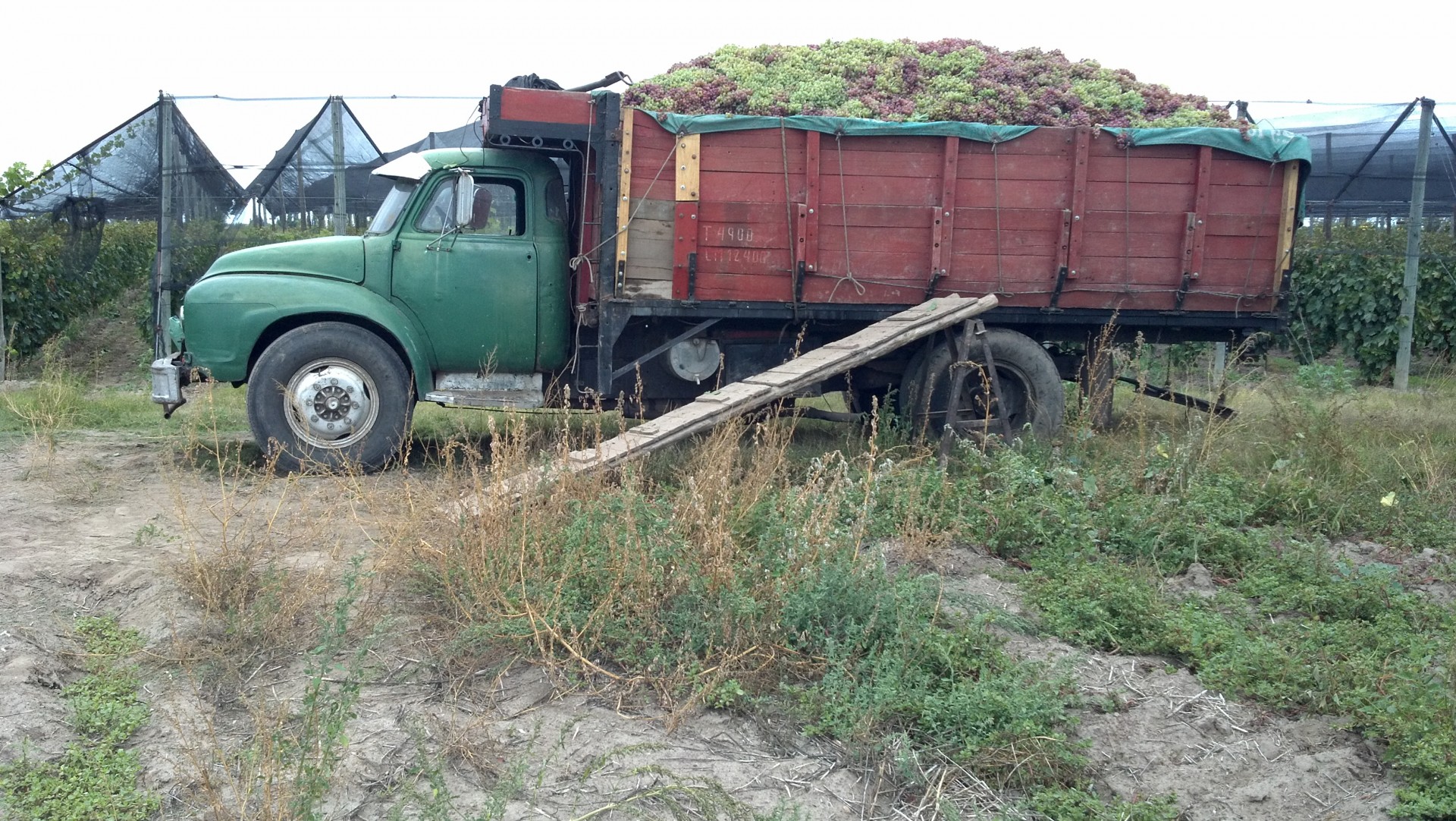 Truck With White Grapes