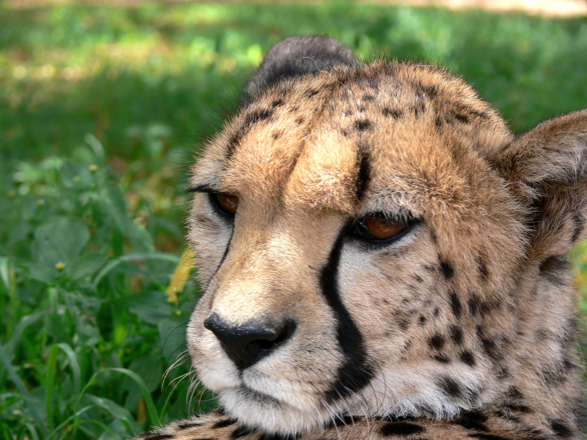 Cheetah головы
