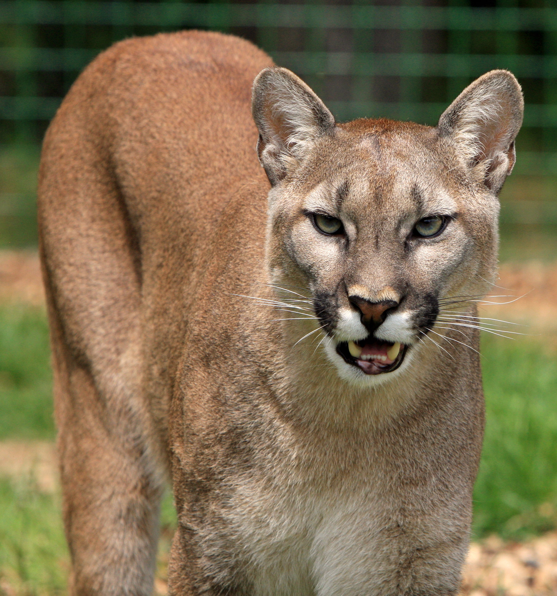 Cougar Free Stock Photo - Public Domain Pictures