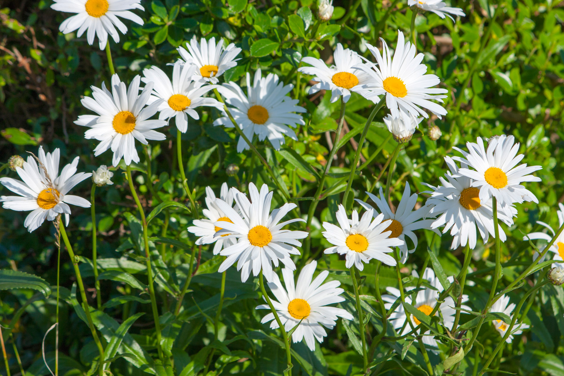 Daisy Flowers Free Stock Photo - Public Domain Pictures
