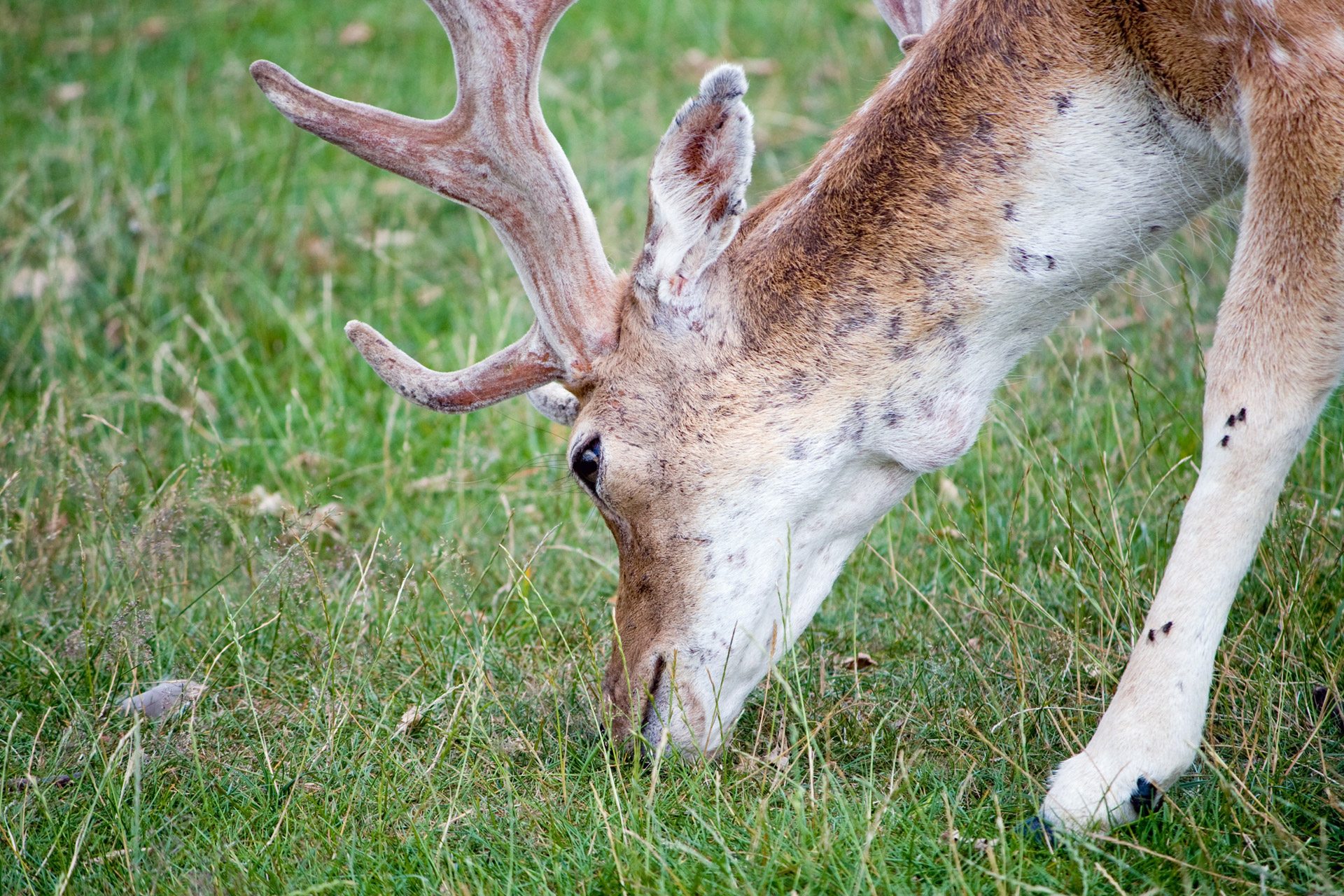 Deer Close-up