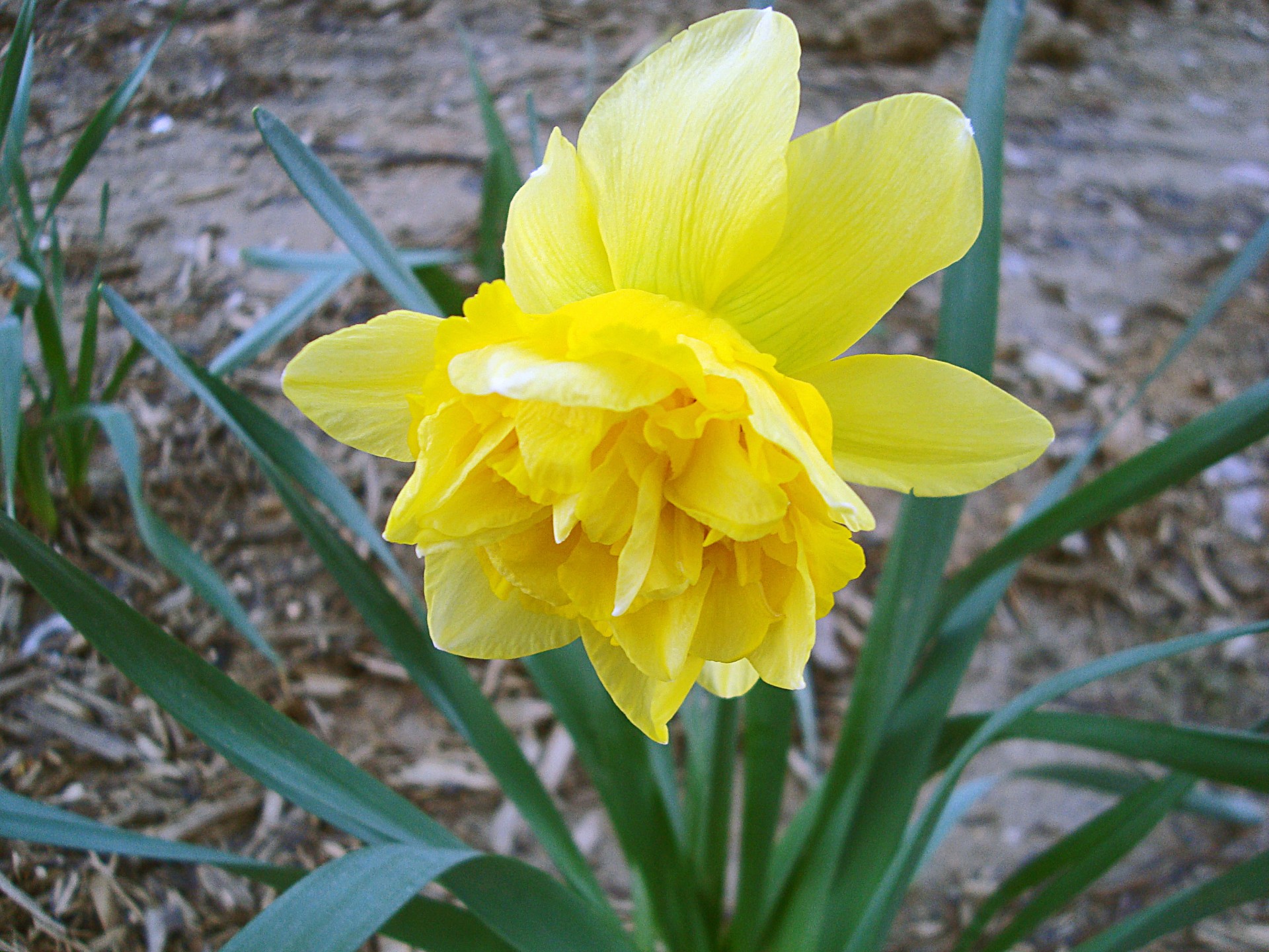 Double Yellow Daffodil Free Stock Photo - Public Domain Pictures