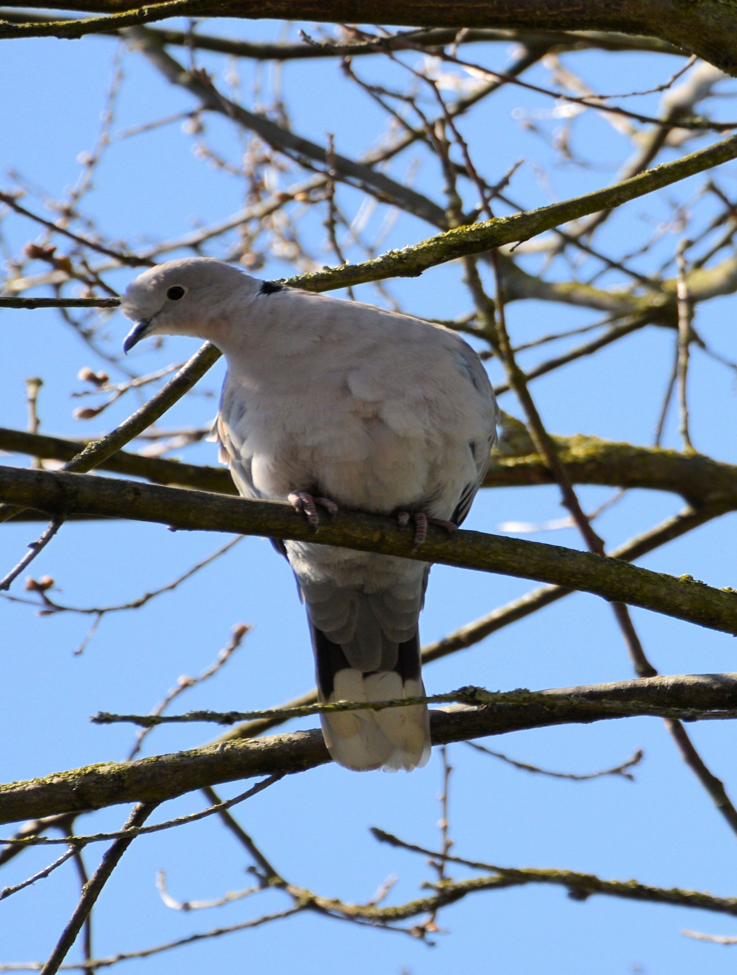 dove-2-free-stock-photo-public-domain-pictures