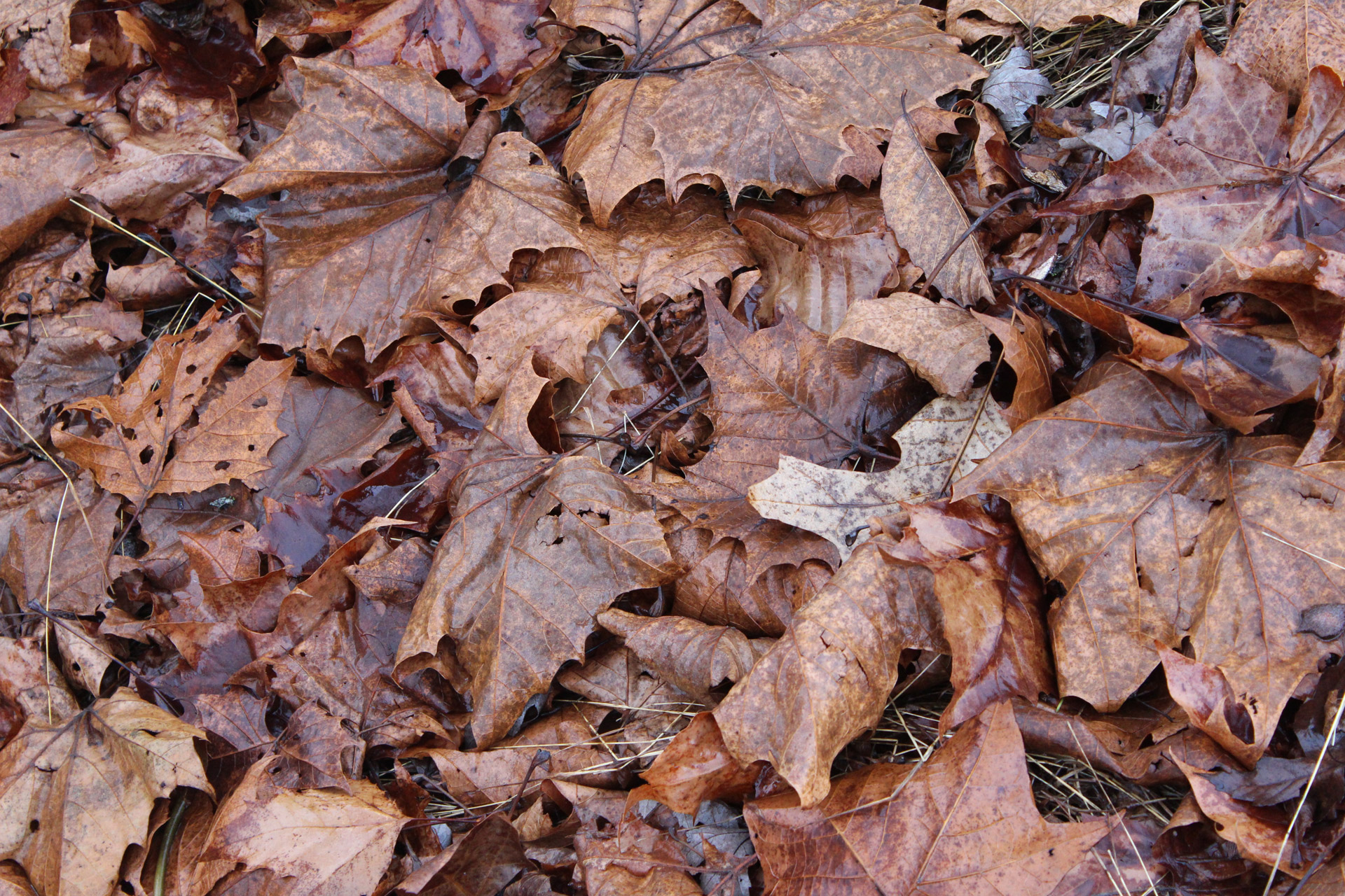Fallen Leaves Free Stock Photo - Public Domain Pictures
