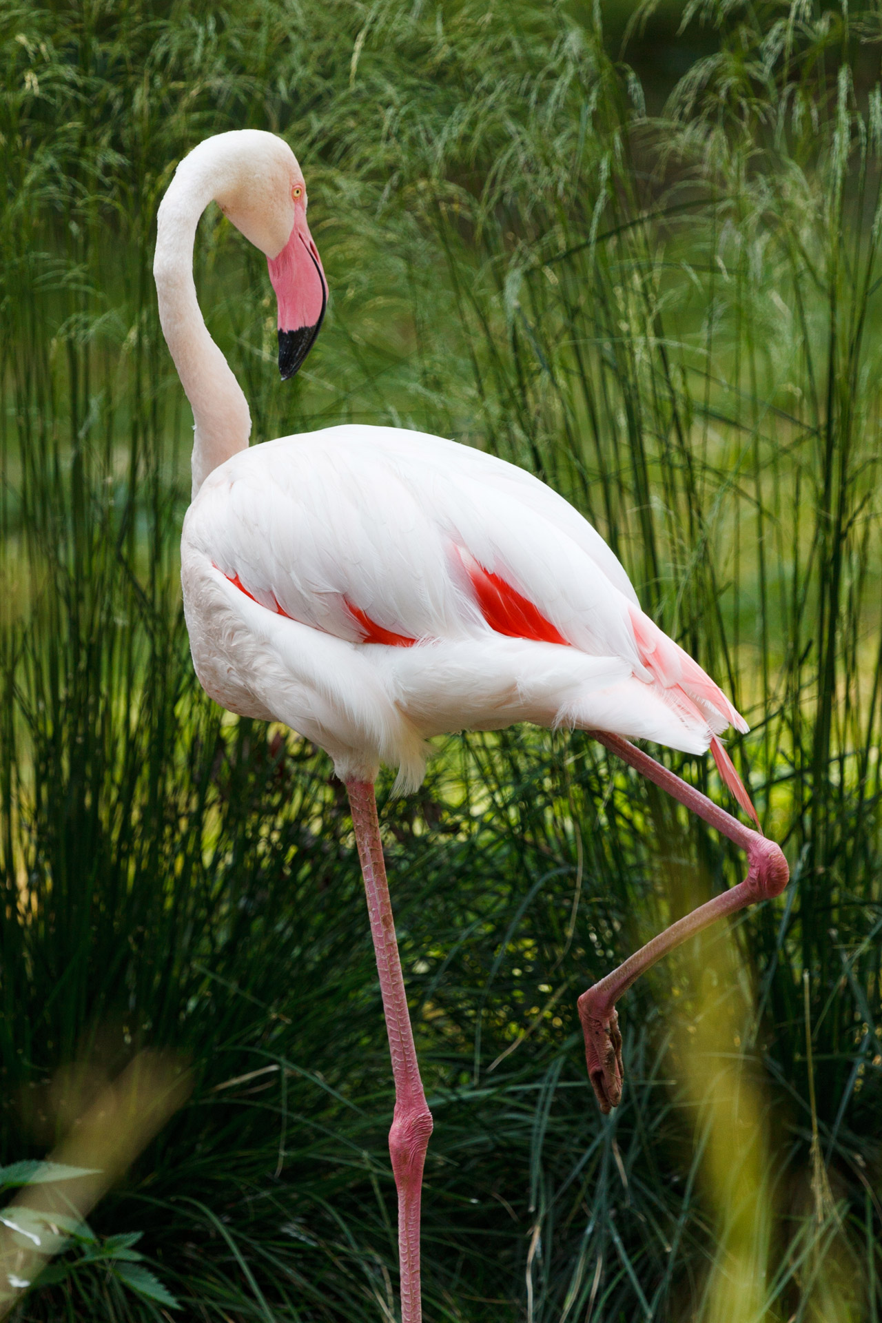 Flamingo Bird Free Stock Photo - Public Domain Pictures