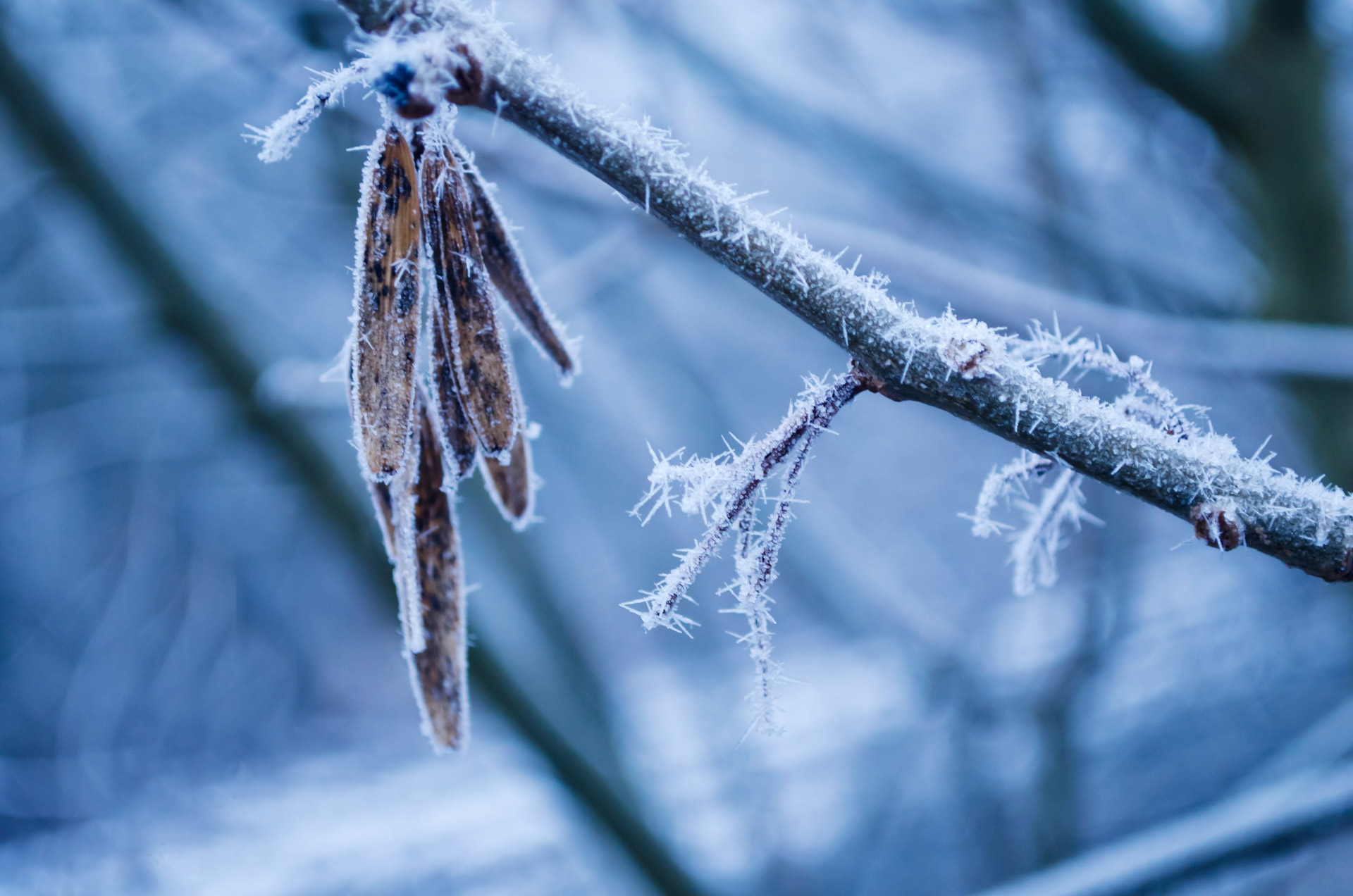 Frozen Winter Branch Free Stock Photo - Public Domain Pictures