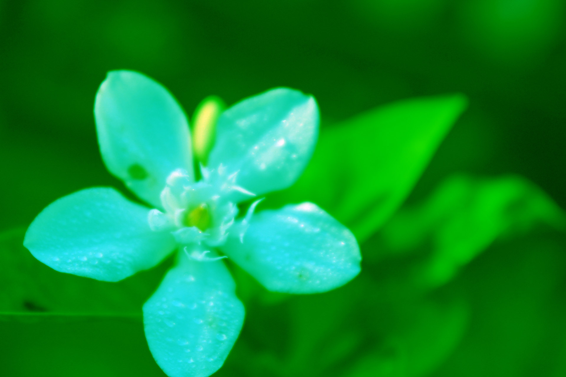 Green Flower Background Free Stock Photo - Public Domain Pictures