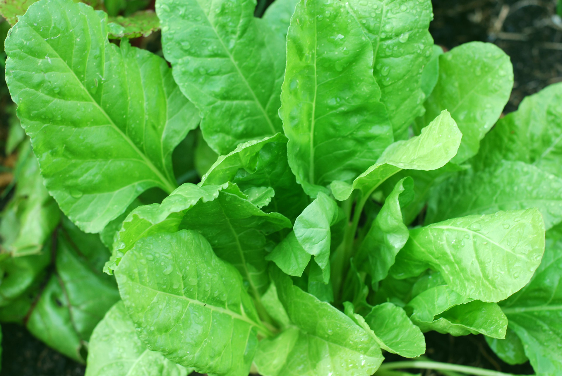 Healthy Spinach Plant