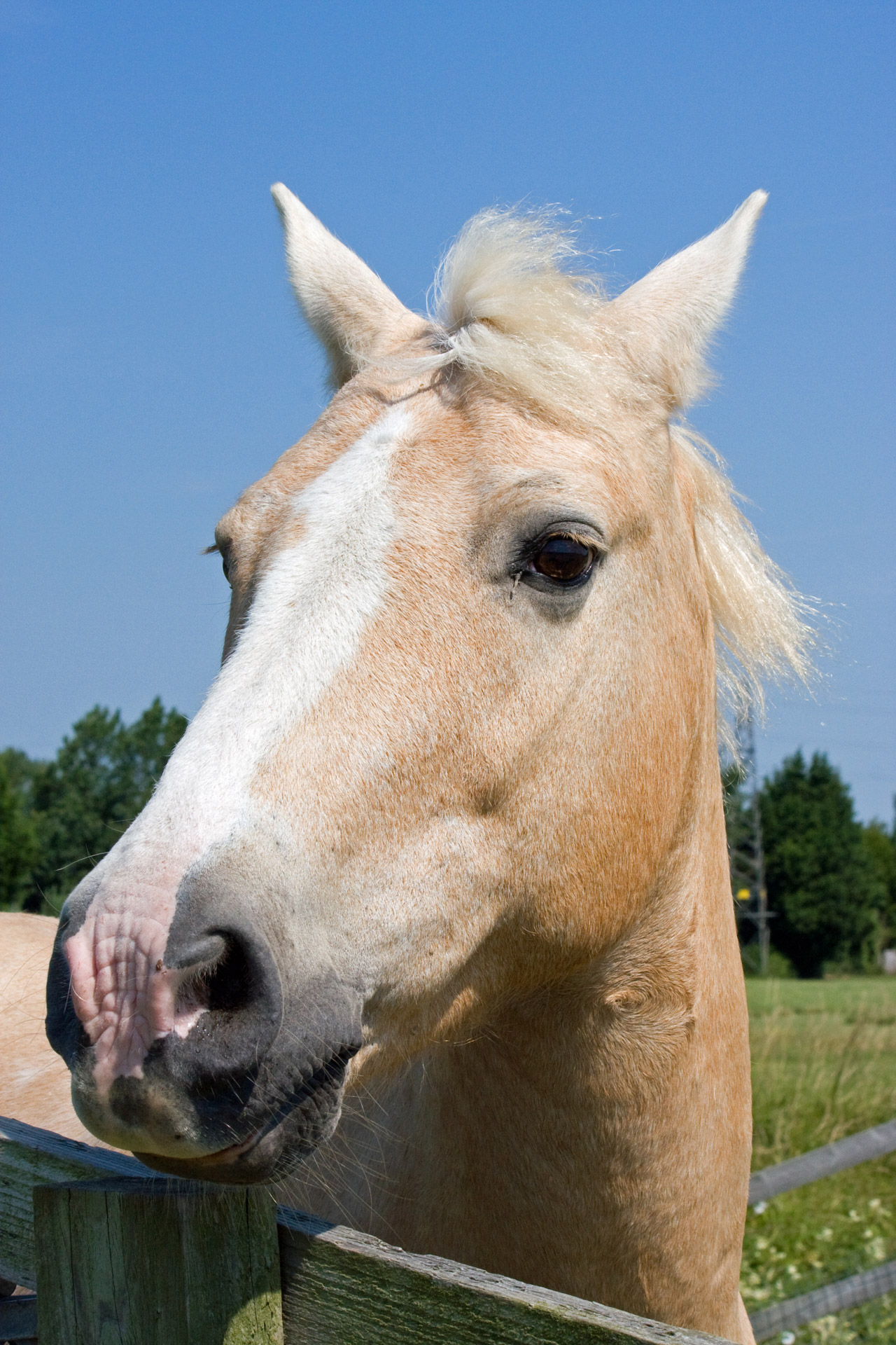 Horse Head Portrait Free Stock Photo 