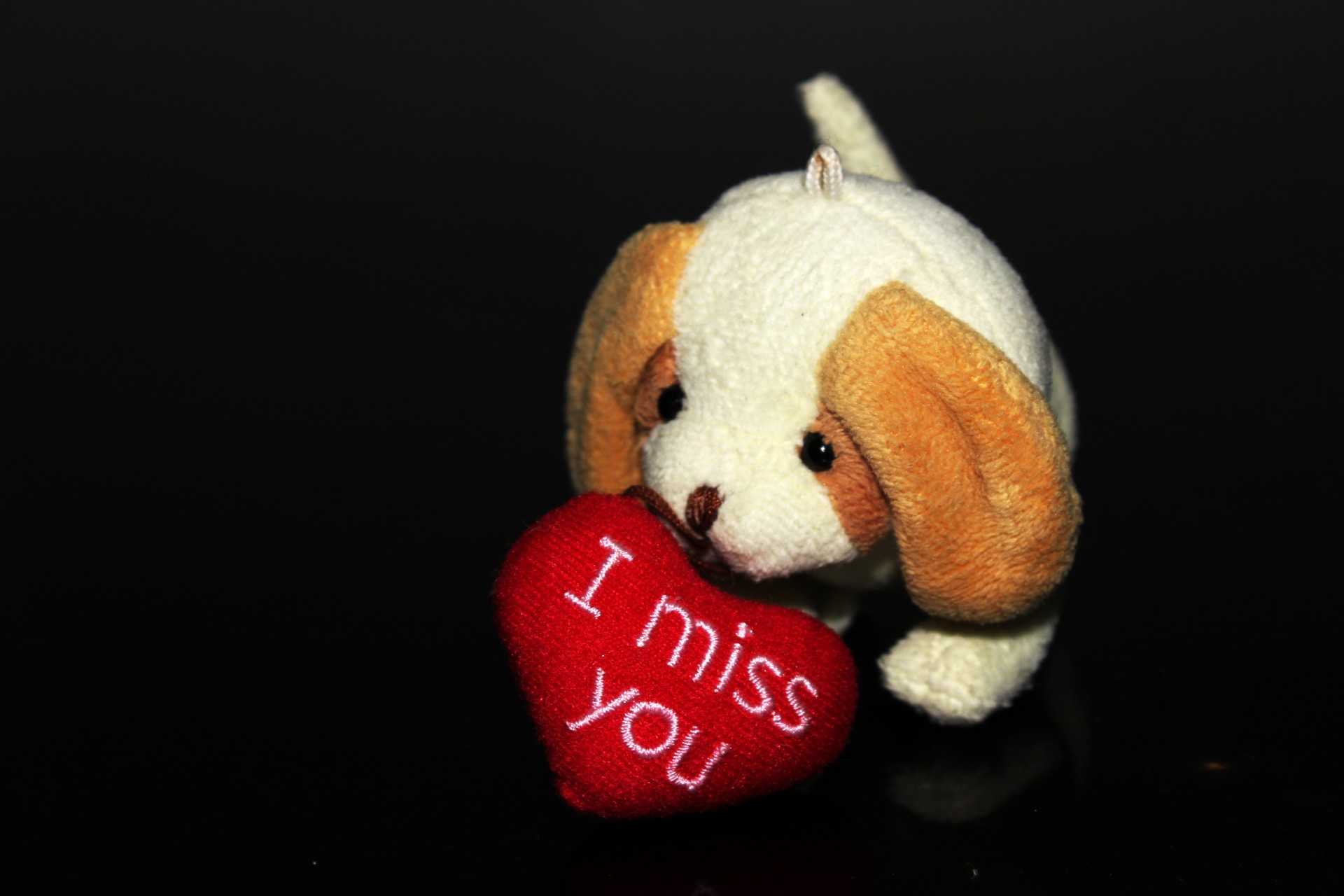 I Miss You With Puppy 2 Free Stock Photo - Public Domain Pictures