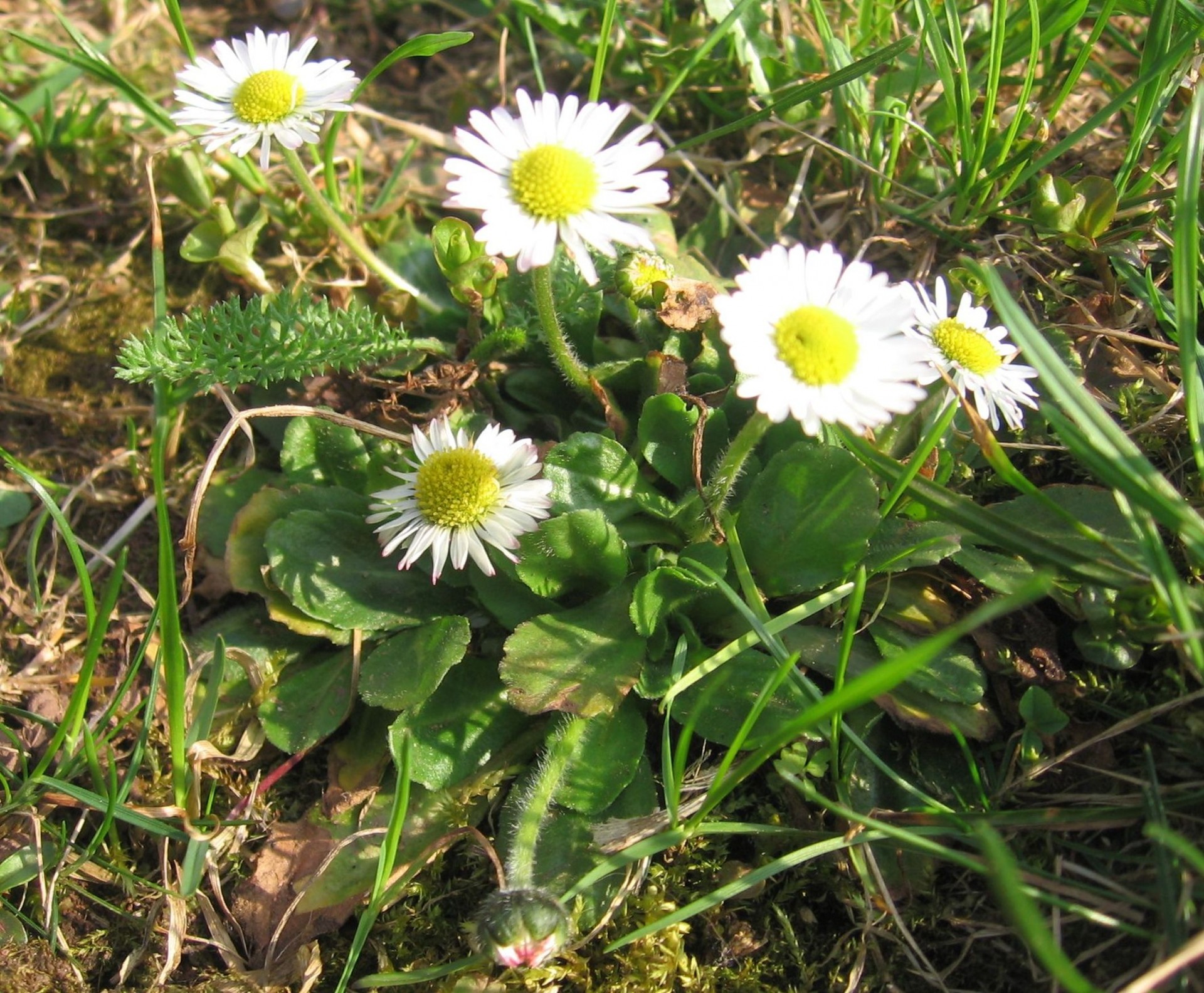 Frühling Gänseblümchen Kostenloses Stock Bild - Public Domain Pictures