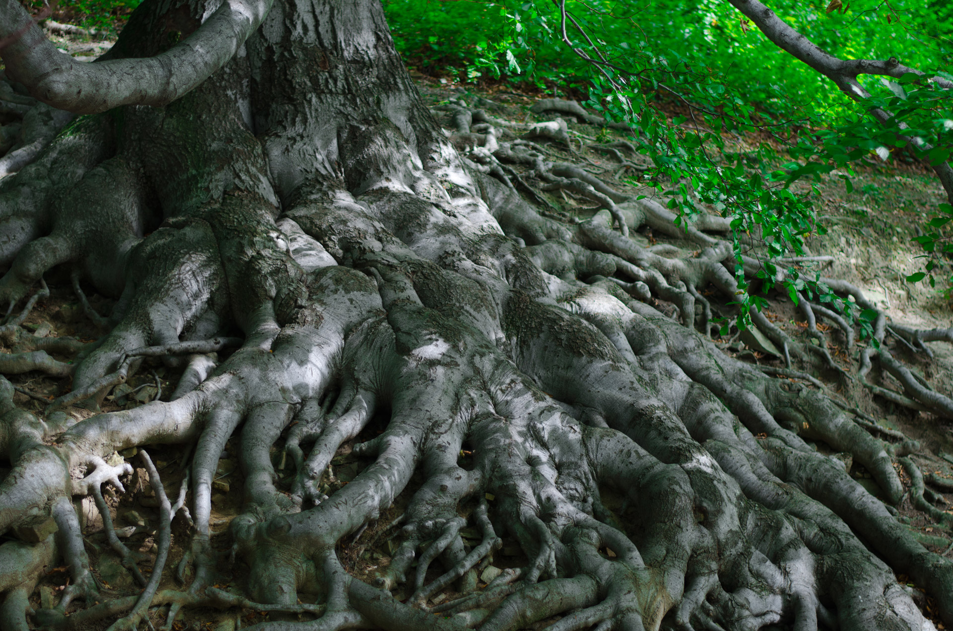 roots-free-stock-photo-public-domain-pictures