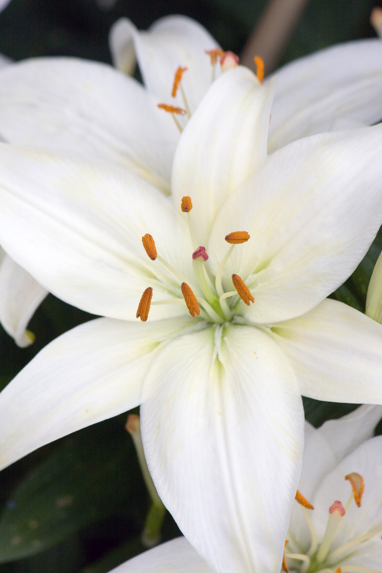 lily-flower-white-free-stock-photo-public-domain-pictures